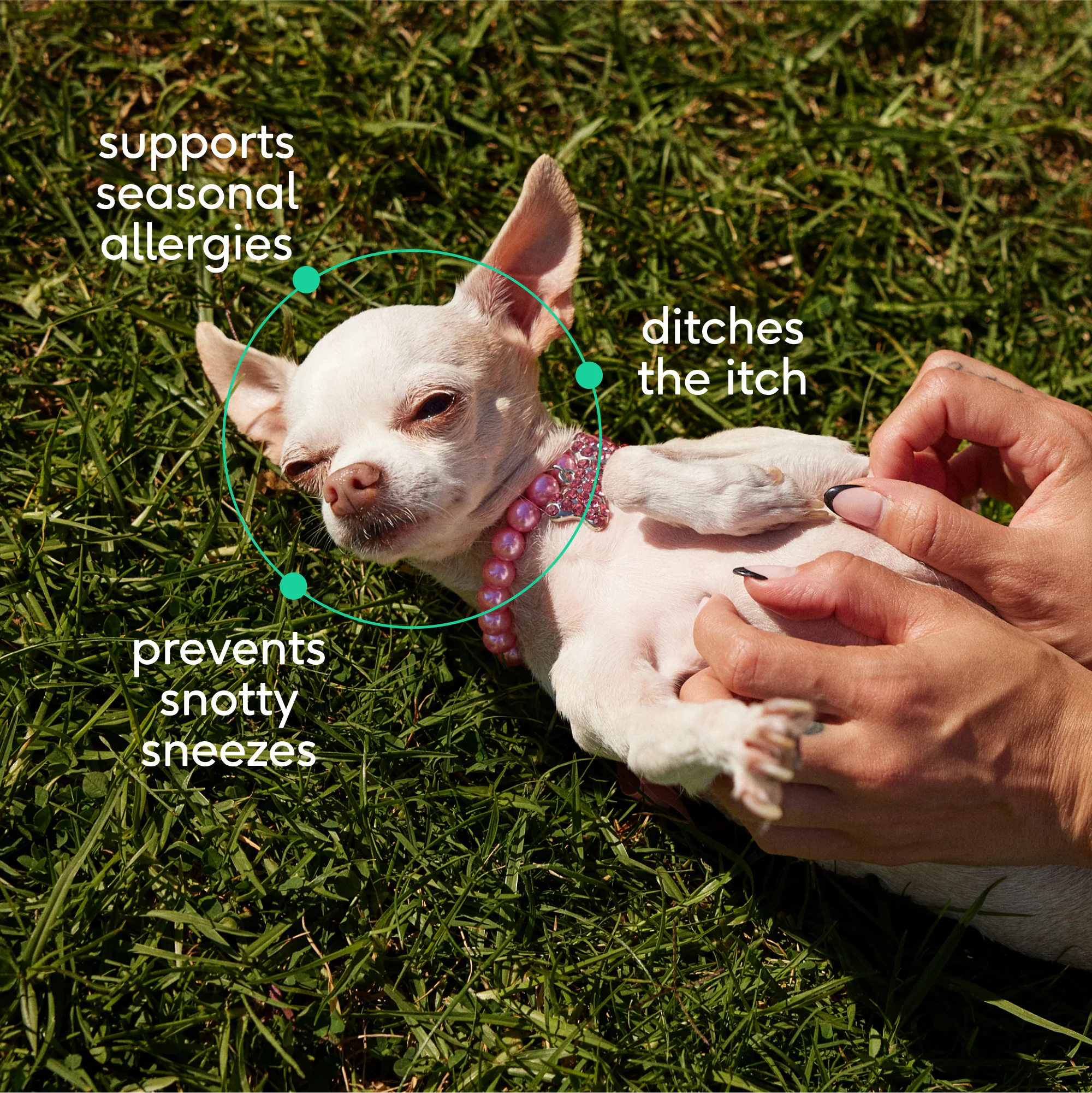 ALLERGY CHEWS - Image 3