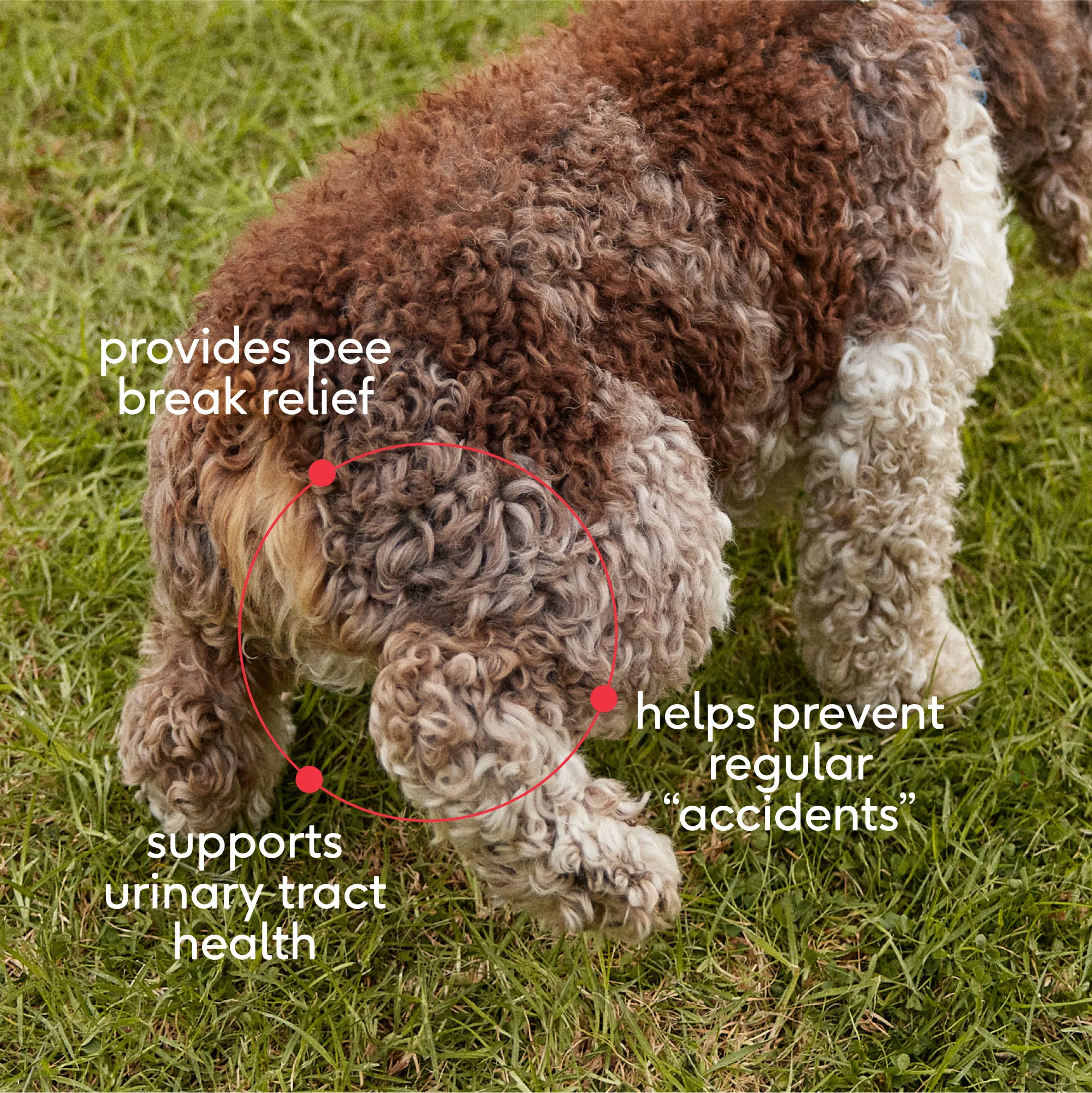 BLADDER CHEWS - Image 3