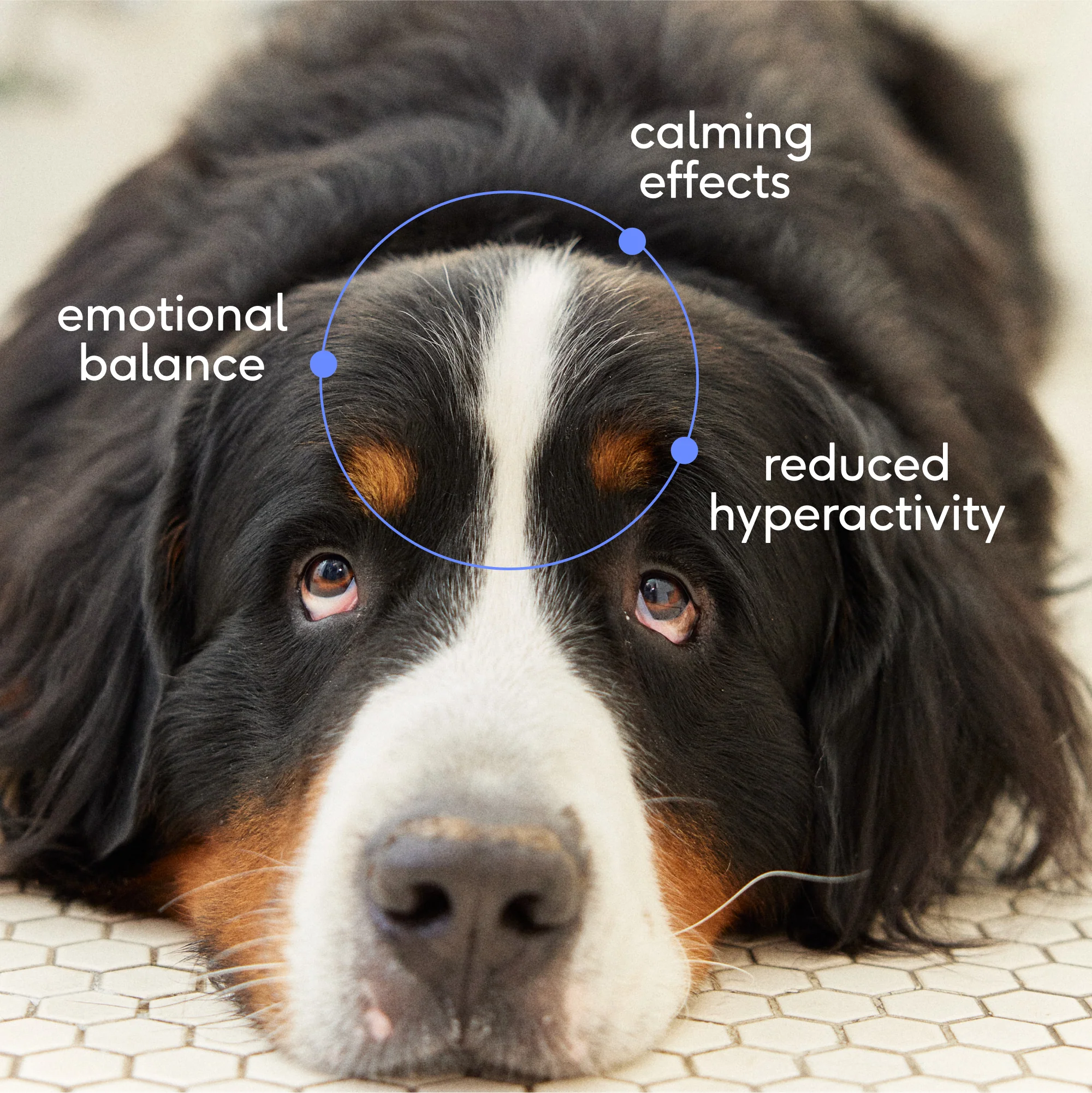 CALM CHEWS - Image 3