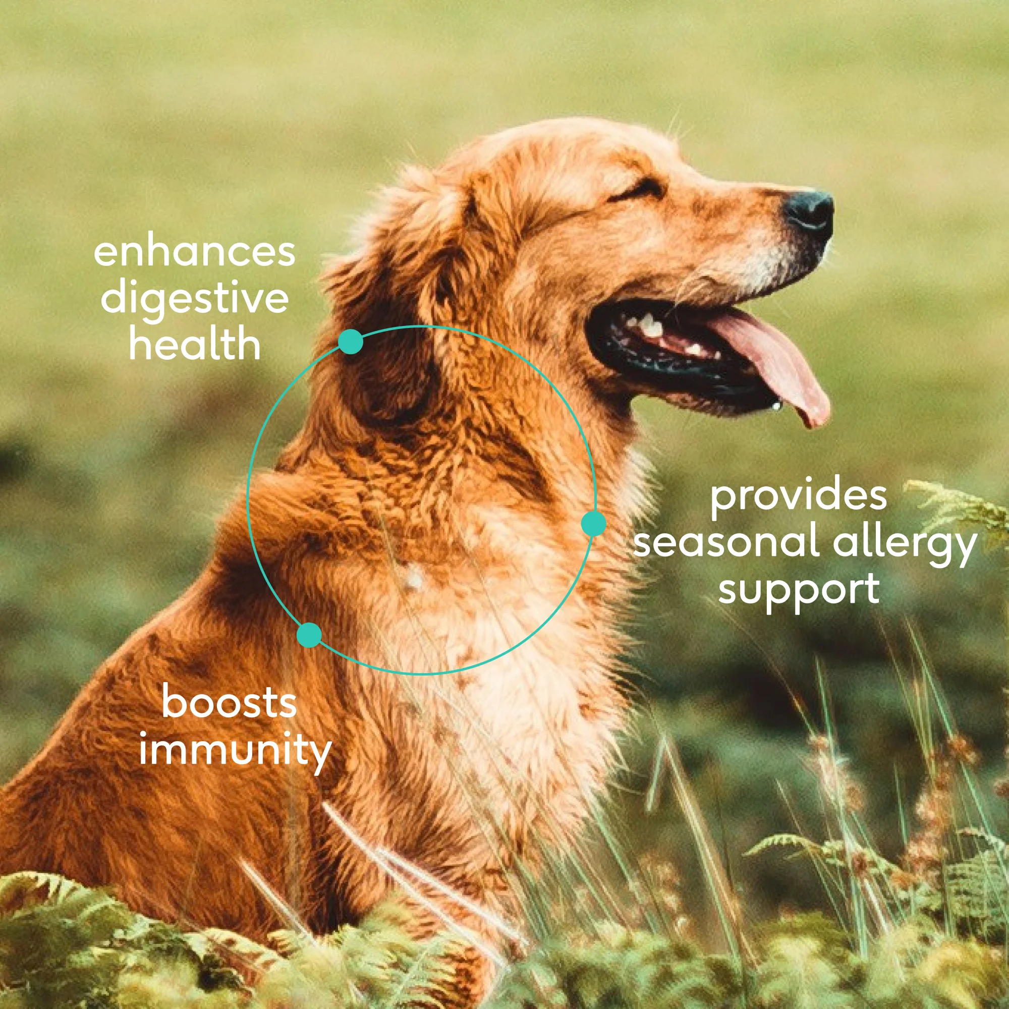 COLOSTRUM - Image 4