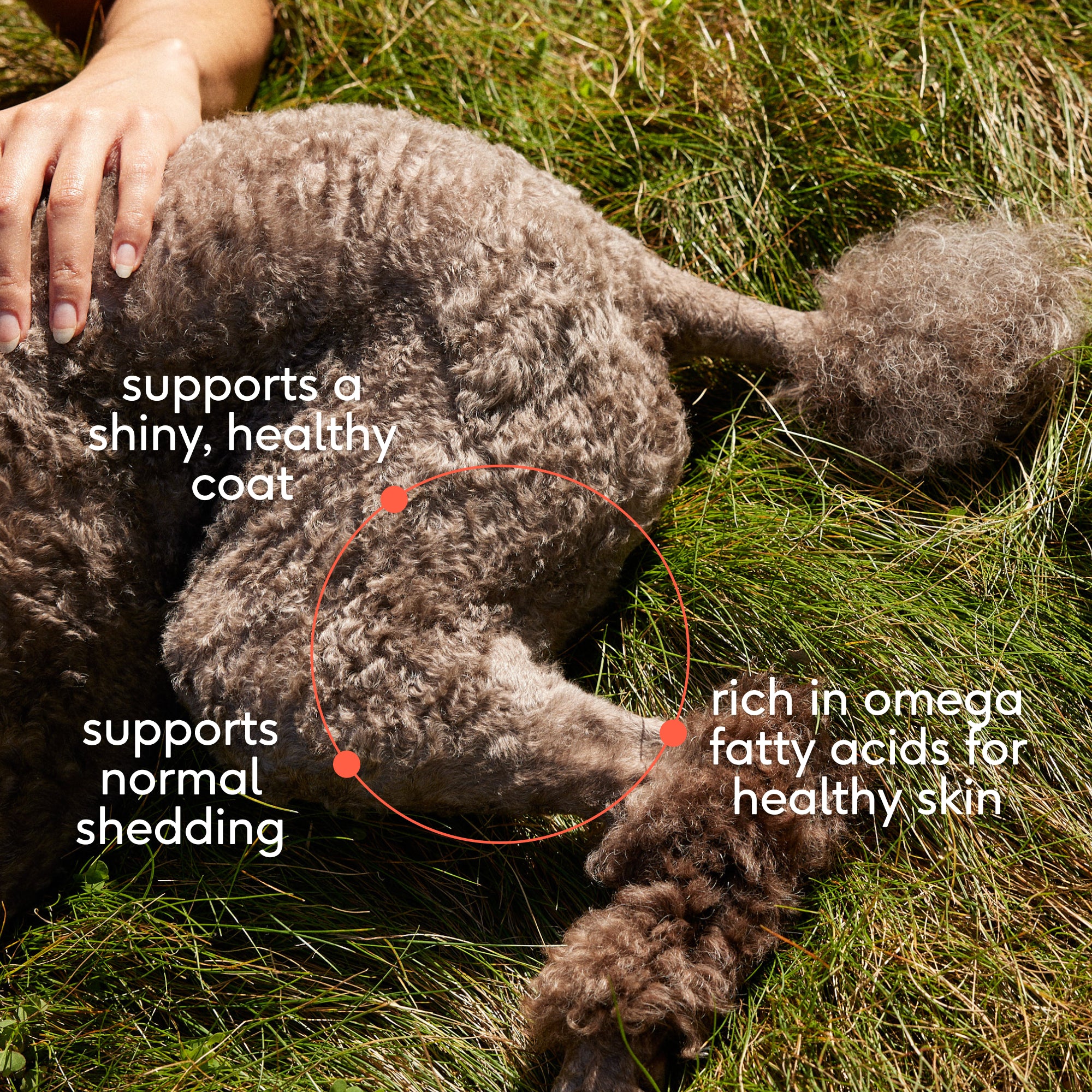OMEGA OIL - Image 3