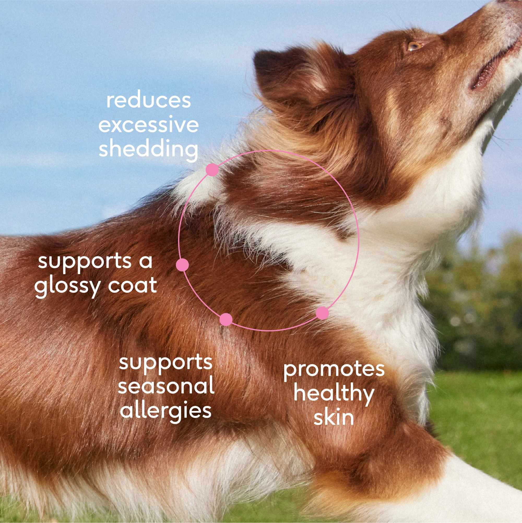 SKIN+COAT CHEWS - Image 3