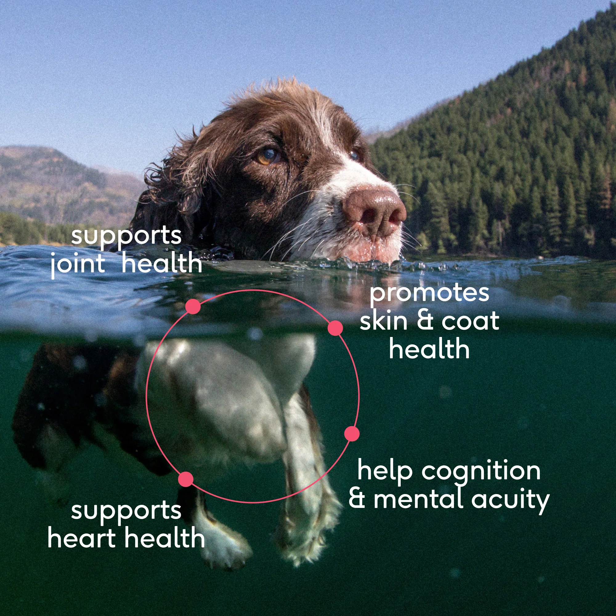 SOCKEYE SALMON OIL - Image 3